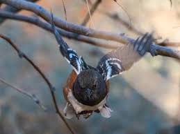 Attēlu rezultāti vaicājumam “Rhopalus maculatus imago”