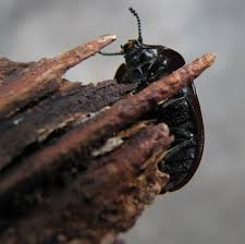 Attēlu rezultāti vaicājumam “Peltis grossa”