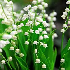 Attēlu rezultāti vaicājumam “Convallaria majalis”
