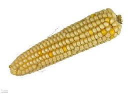 Attēlu rezultāti vaicājumam “Zea mays”