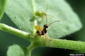 Attēlu rezultāti vaicājumam “Lygus nymph nymph”