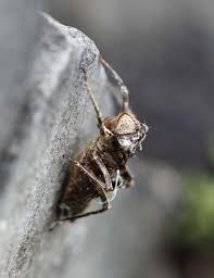 Attēlu rezultāti vaicājumam “Thecabius affinis imago”