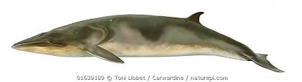 Image result for Balaenoptera bonaerensis