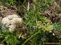 Attēlu rezultāti vaicājumam “Selinum carvifolia”