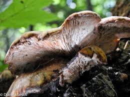 Attēlu rezultāti vaicājumam “Lentinellus ursinus”