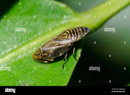 Attēlu rezultāti vaicājumam “Aphrophoridae”