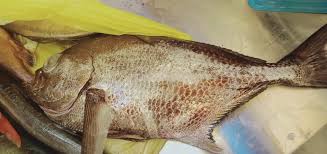 Image result for Eumegistus illustris