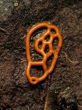 Attēlu rezultāti vaicājumam “Hemitrichia serpula spores”