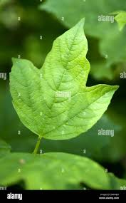 Attēlu rezultāti vaicājumam “Viburnum opulus leaf”