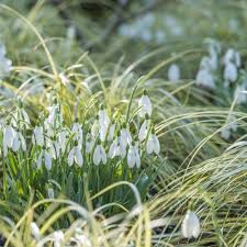 Attēlu rezultāti vaicājumam “Galanthus nivalis leaf”