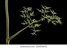 Attēlu rezultāti vaicājumam “Peucedanum oreoselinum”