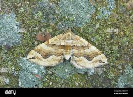 Attēlu rezultāti vaicājumam “Pelurga comitata”