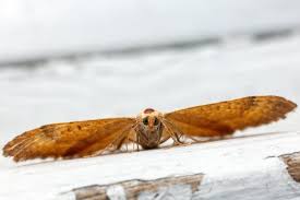 Attēlu rezultāti vaicājumam “Camptogramma bilineata”