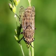 Attēlu rezultāti vaicājumam “Haematopota sp.”