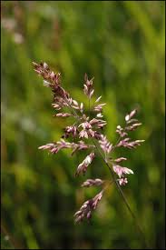 Attēlu rezultāti vaicājumam “Agrostis capillaris”
