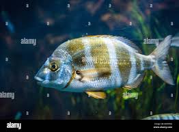 Image result for Diplodus cervinus