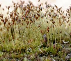 Attēlu rezultāti vaicājumam “Dicranella cerviculata”