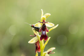 Attēlu rezultāti vaicājumam “Ophrys insectifera leaf”