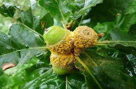 Attēlu rezultāti vaicājumam “Milesina murariae”