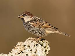 Image result for Passer hispaniolensis