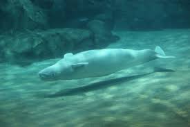 Image result for Delphinapterus leucas