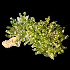 Attēlu rezultāti vaicājumam “Lophozia laxa macro”