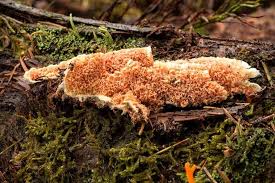 Attēlu rezultāti vaicājumam “Leucogyrophana mollusca”