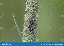 Attēlu rezultāti vaicājumam “Nithecus jacobaeae”