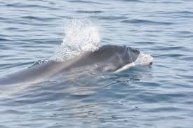 Image result for Lagenorhynchus albirostris