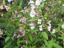 Image result for Impatiens glandulifera