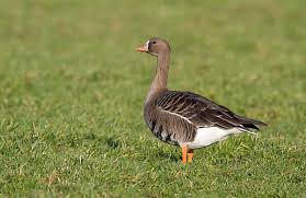 Attēlu rezultāti vaicājumam “Anser albifrons adult”