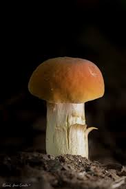 Attēlu rezultāti vaicājumam “Sutorius luridiformis”