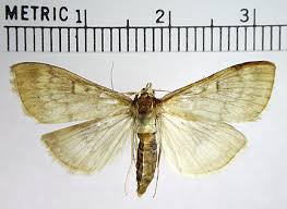 Attēlu rezultāti vaicājumam “Ostrinia nubilalis”