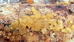 Attēlu rezultāti vaicājumam “Exidia cartilaginea”