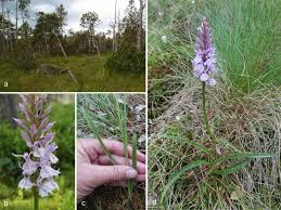 Attēlu rezultāti vaicājumam “Dactylorhiza maculata leaf”