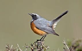 Image result for Irania gutturalis