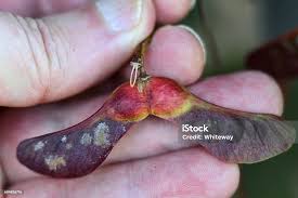 Attēlu rezultāti vaicājumam “Acer platanoides fo. schwedleri”