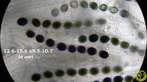 Attēlu rezultāti vaicājumam “Biscogniauxia marginata”
