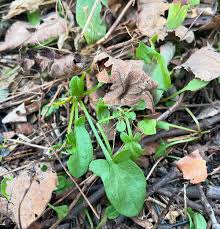 Attēlu rezultāti vaicājumam “Rumex acetosella leaf”