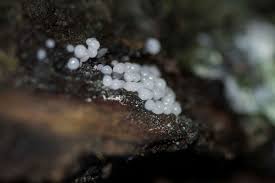 Attēlu rezultāti vaicājumam “Stemonitopsis typhina stalked”