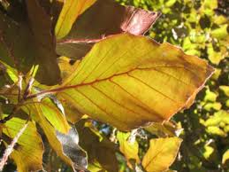 Attēlu rezultāti vaicājumam “Fagus sylvatica fo. purpurea leaf”