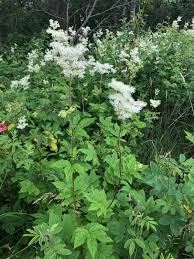 Attēlu rezultāti vaicājumam “Filipendula ulmaria”
