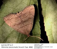 Attēlu rezultāti vaicājumam “Herminia tarsicrinalis”