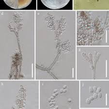 Attēlu rezultāti vaicājumam “Biscogniauxia granmoi”