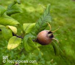 Attēlu rezultāti vaicājumam “Mespilus germanica leaf”