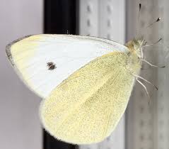 Attēlu rezultāti vaicājumam “Pieris rapae male”