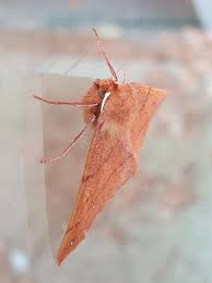 Attēlu rezultāti vaicājumam “Hylaea fasciaria”