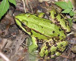 Attēlu rezultāti vaicājumam “Pelophylax”