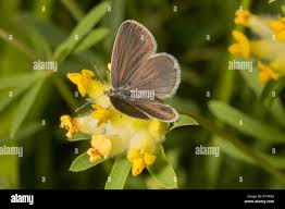 Attēlu rezultāti vaicājumam “Cupido minimus”