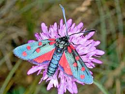 Attēlu rezultāti vaicājumam “Zygaena filipendulae exuvia”